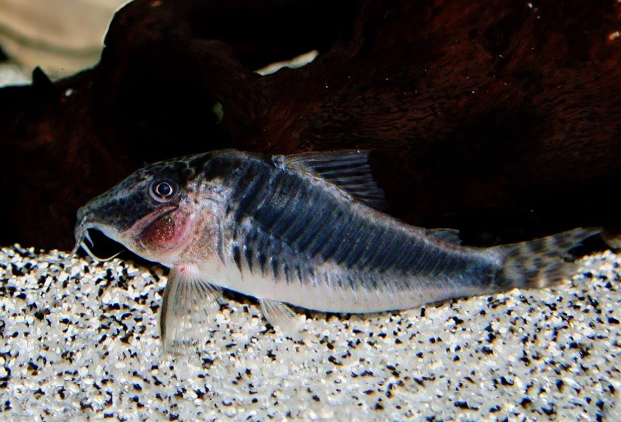 Corydoras semiaquilus, Huanta Peru