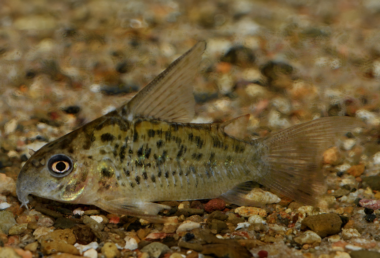Armatus pansarmalle