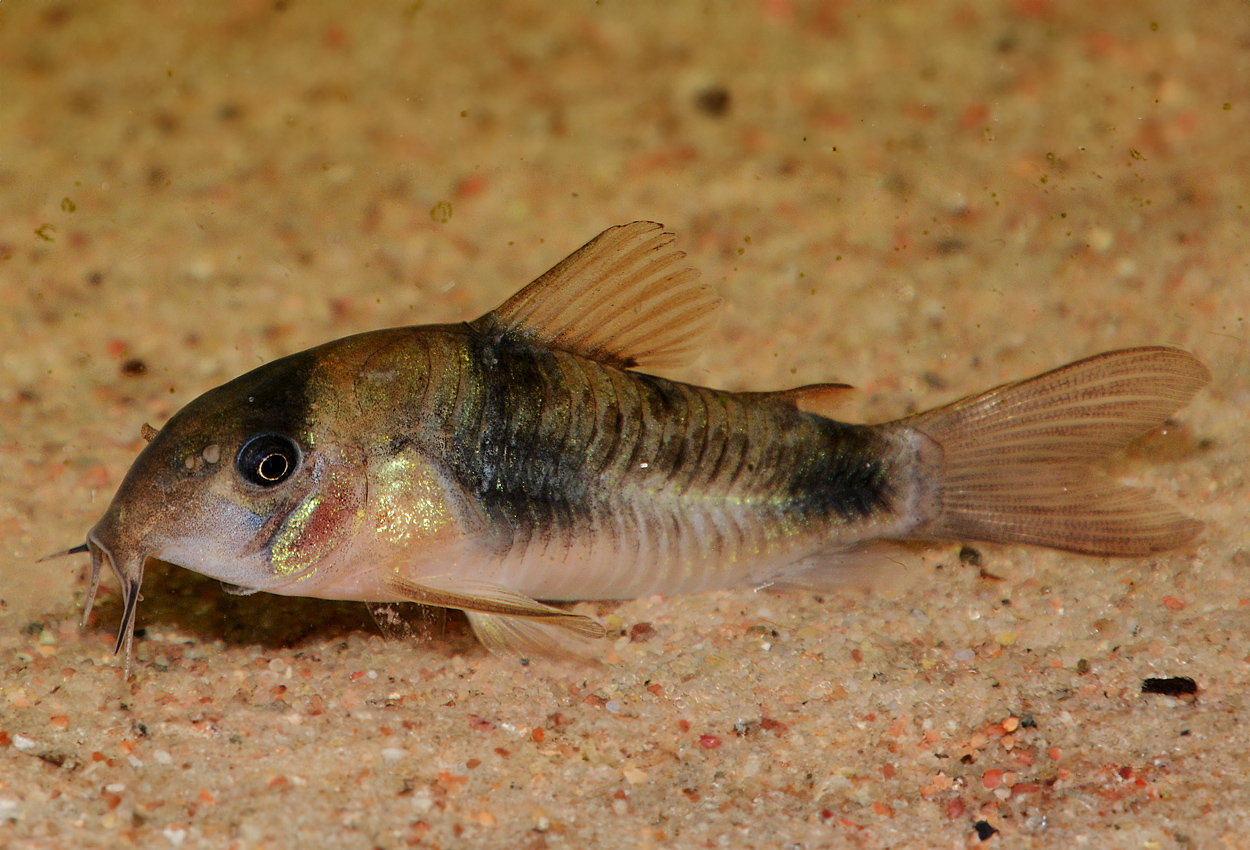 Ehrhardts cory/pansermønster