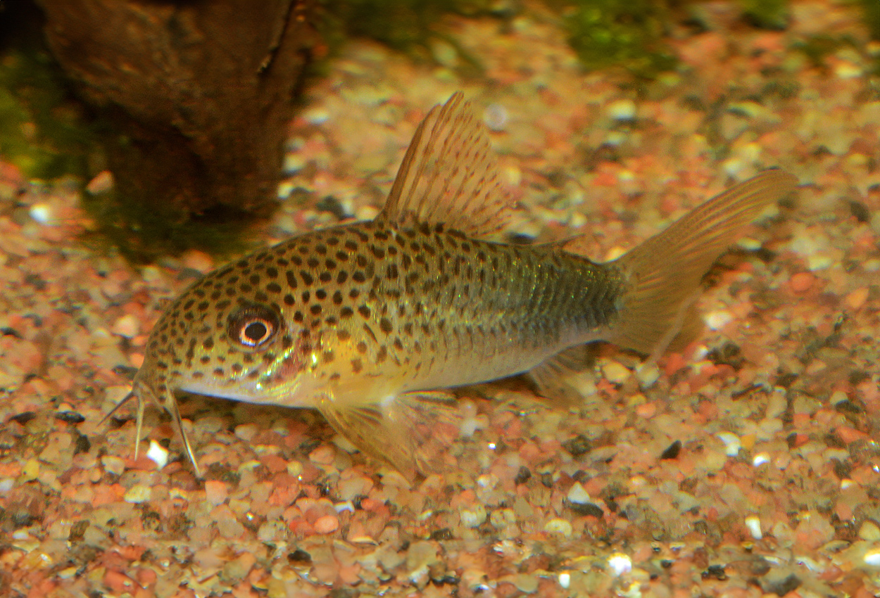 Falsk haleflekk corydoras