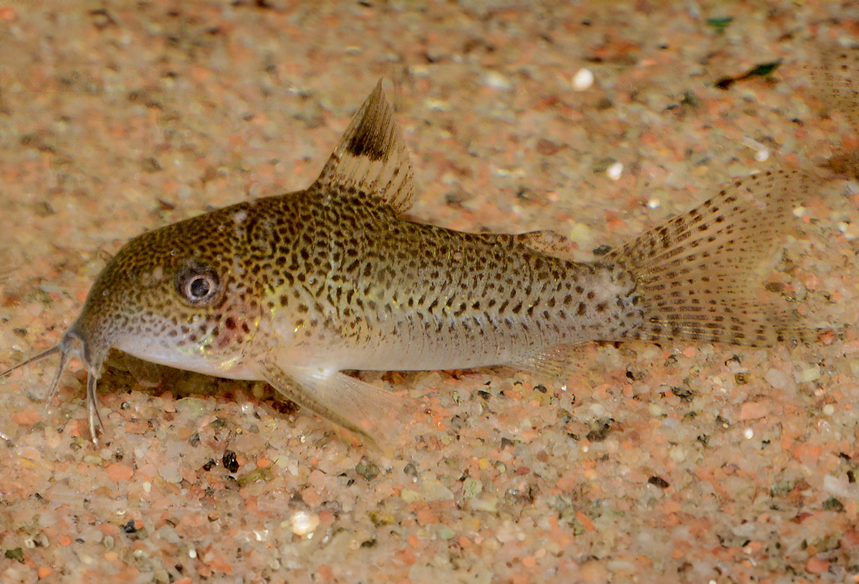 Baders pansermmalle, super punctatus