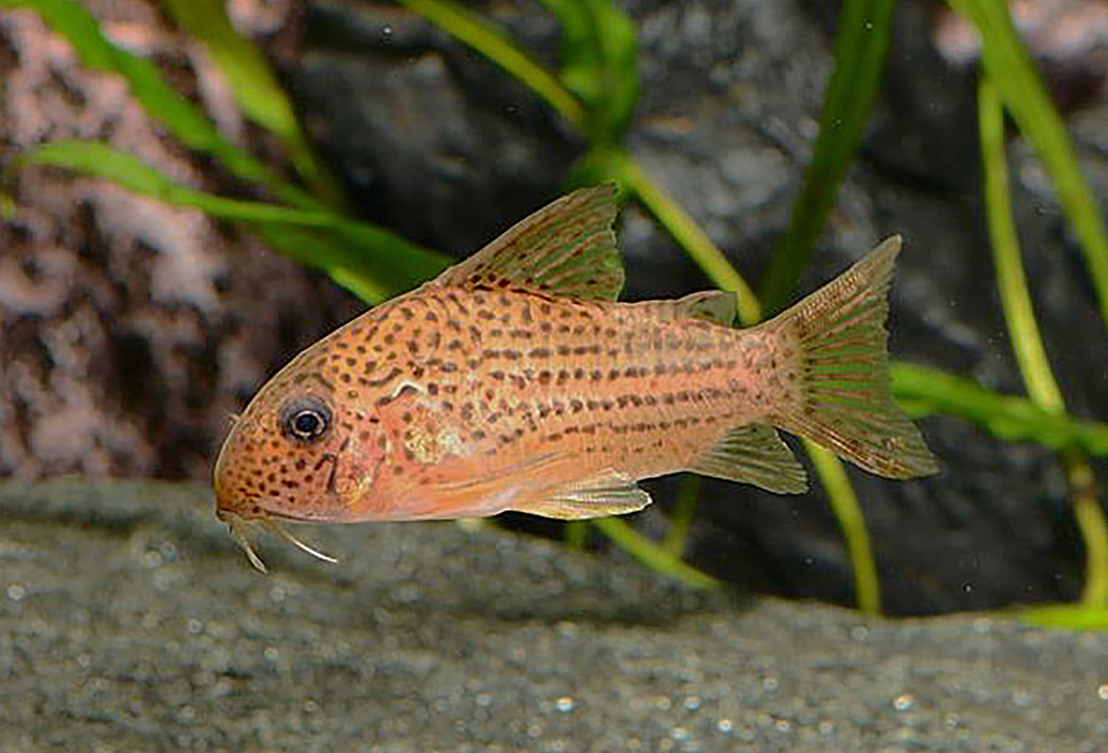 C065, Guarana corydoras