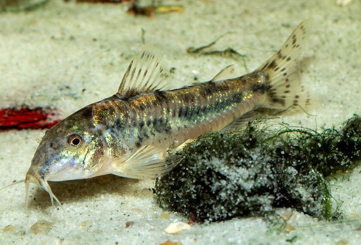 Aspidoras rochai