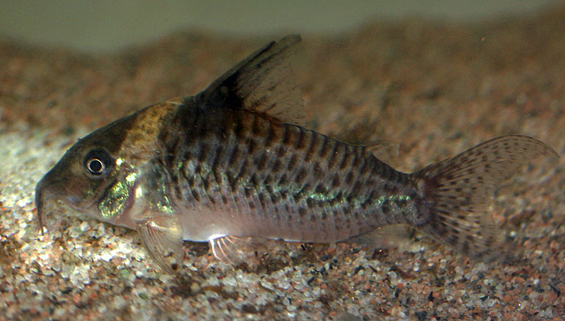 Corydoras punctatus