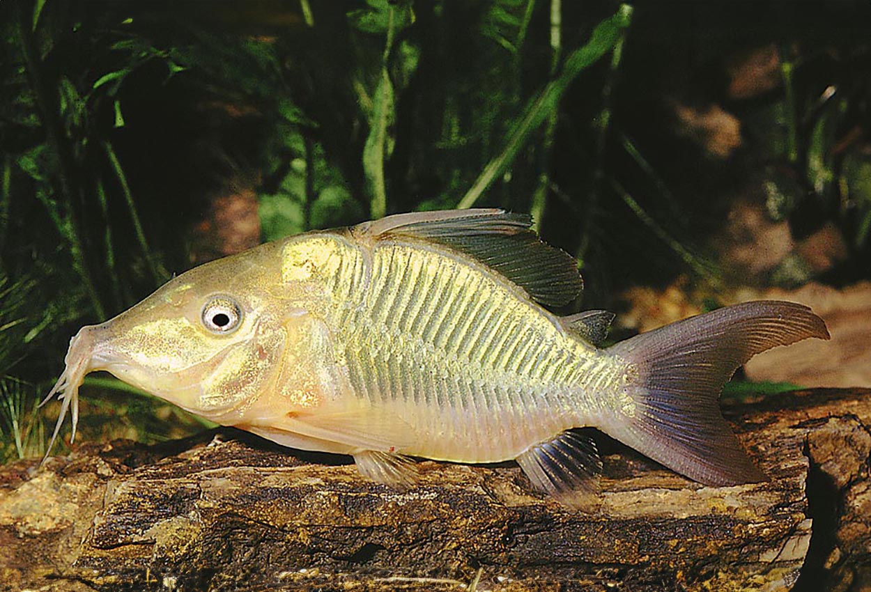 Corydoras britskii