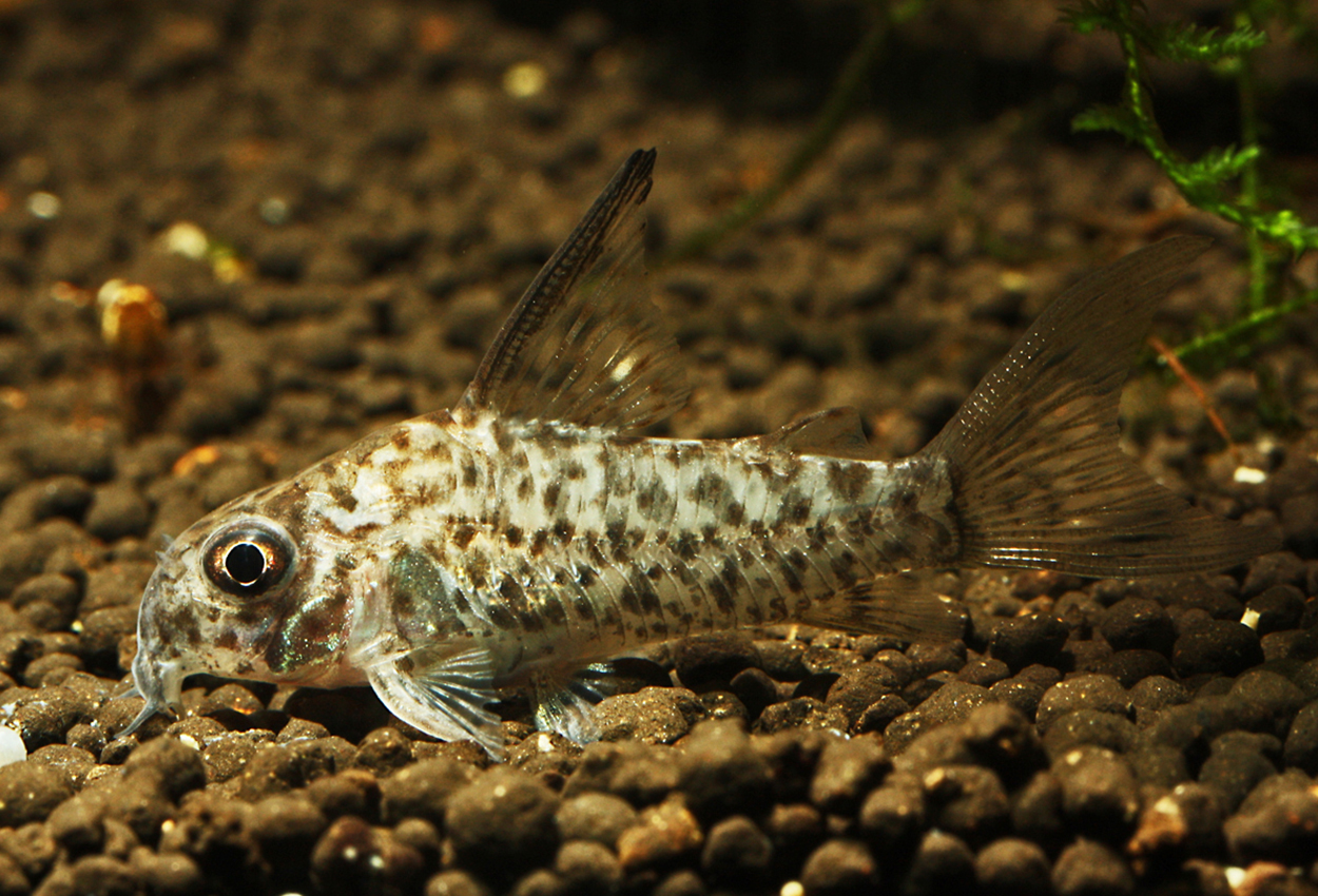 Loreto corydoras