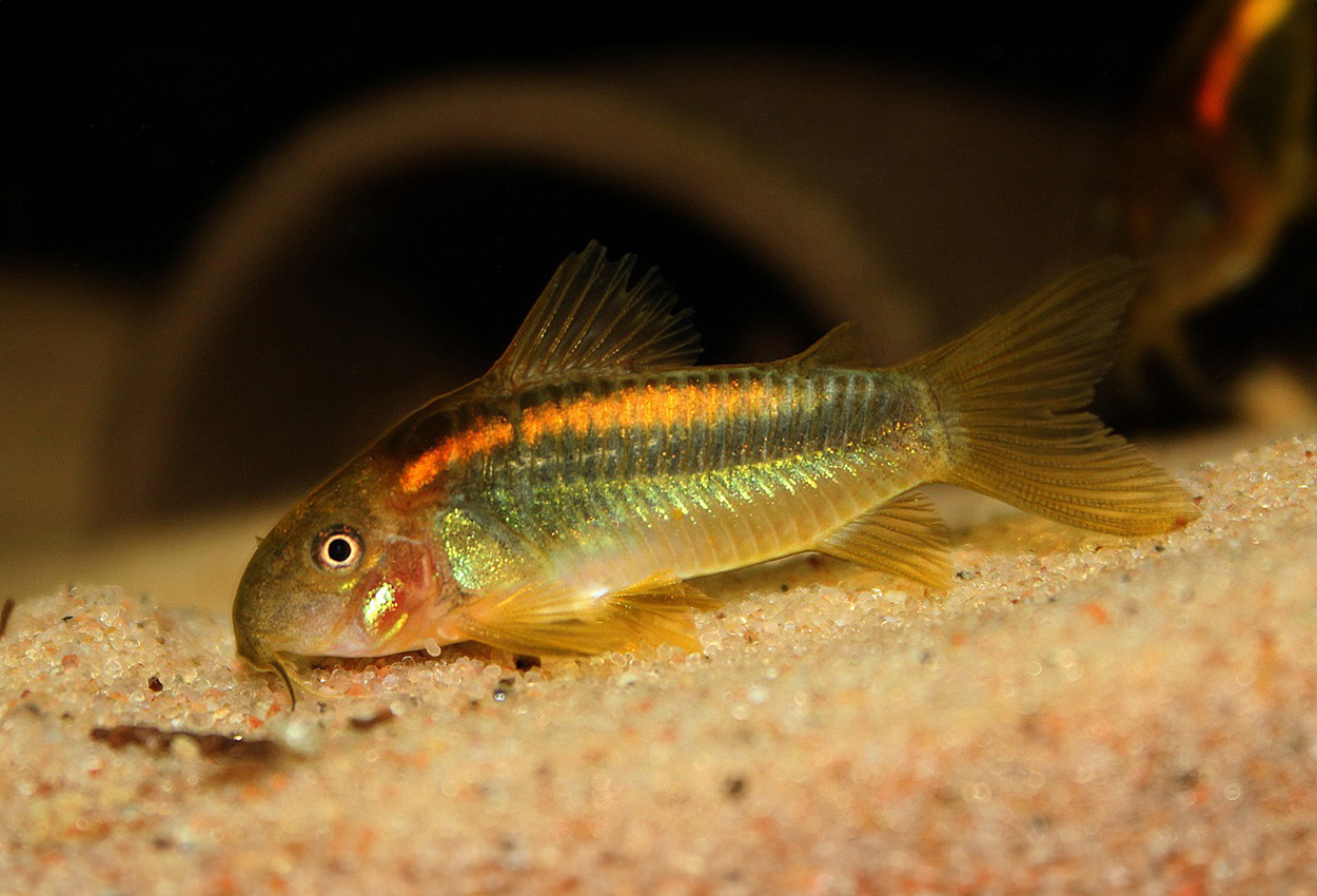 Oransjebåndet corydoras