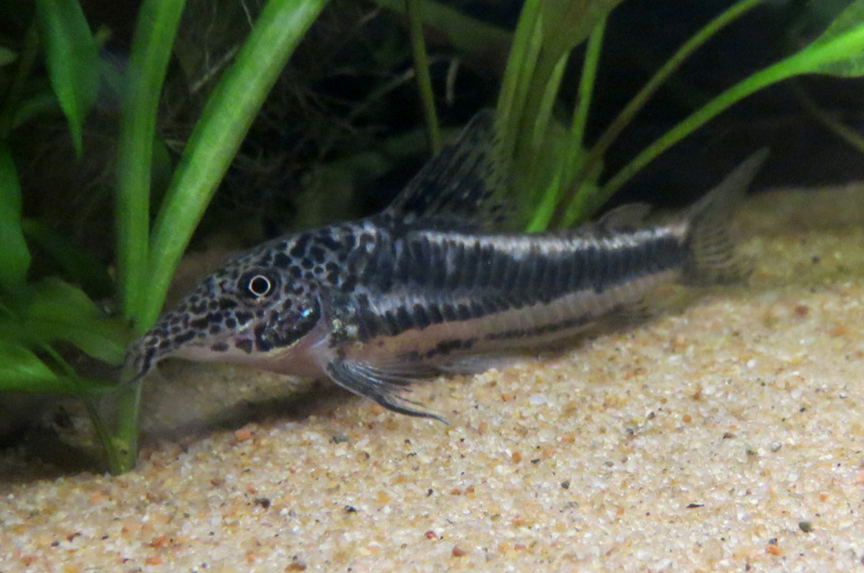 Scleromystax sp. 'CW38'