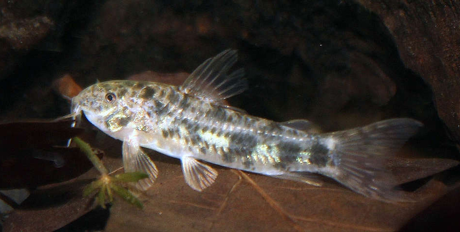 Aspidoras cf. rochai