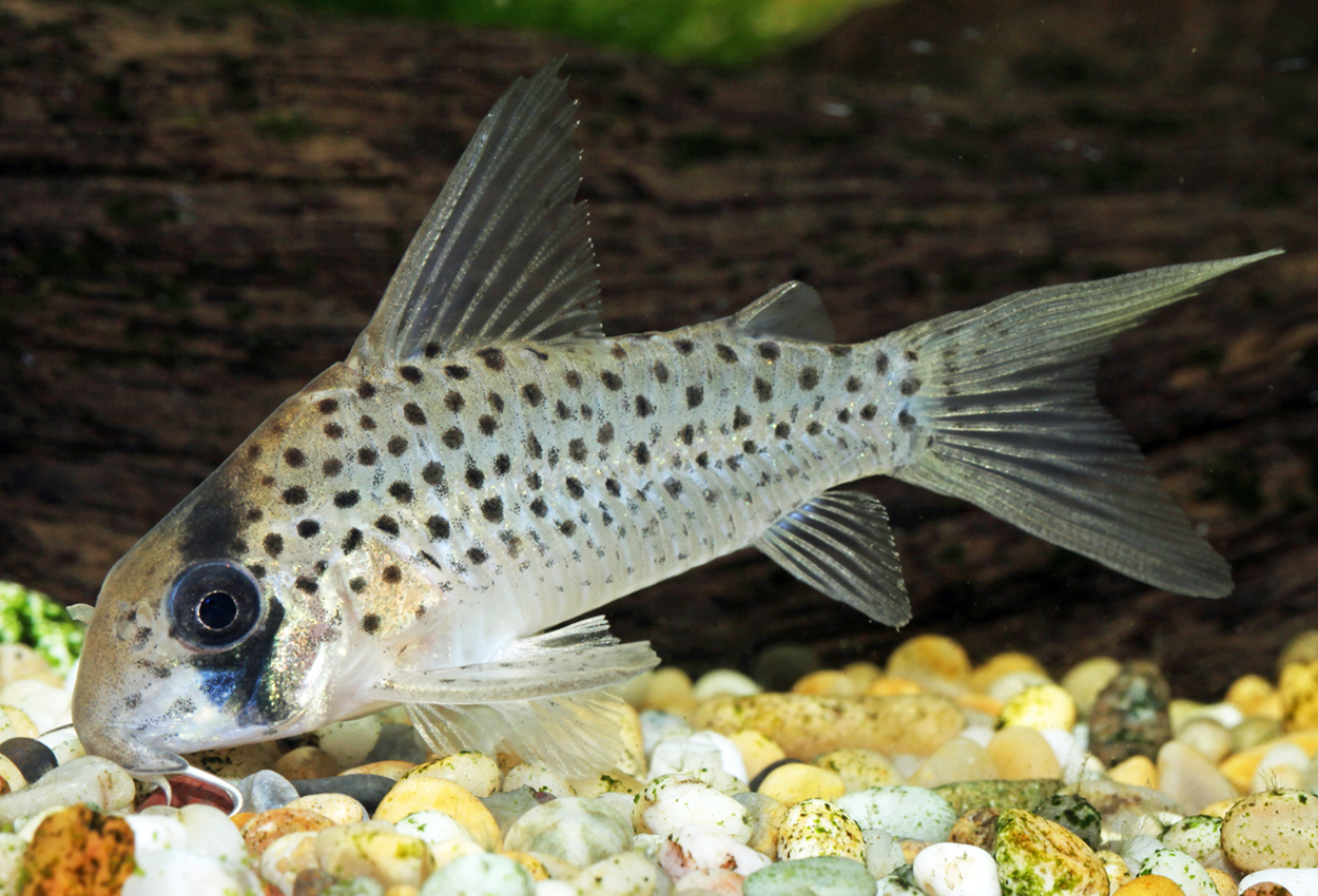 Maskerte corydoras 