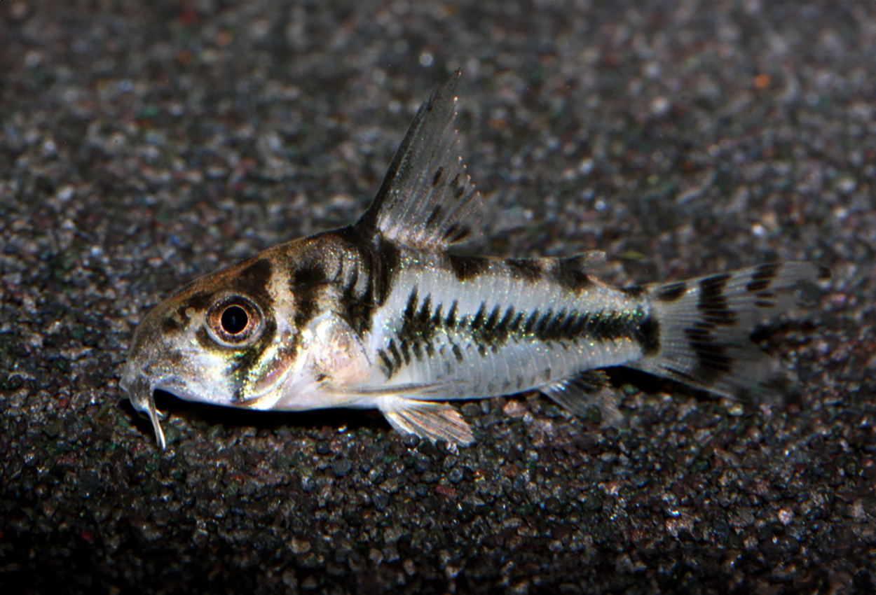 Boesemani corydoras