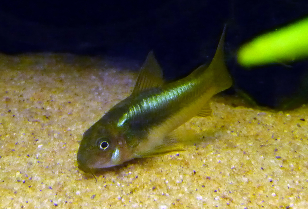 Grønn stripe corydoras, CW009