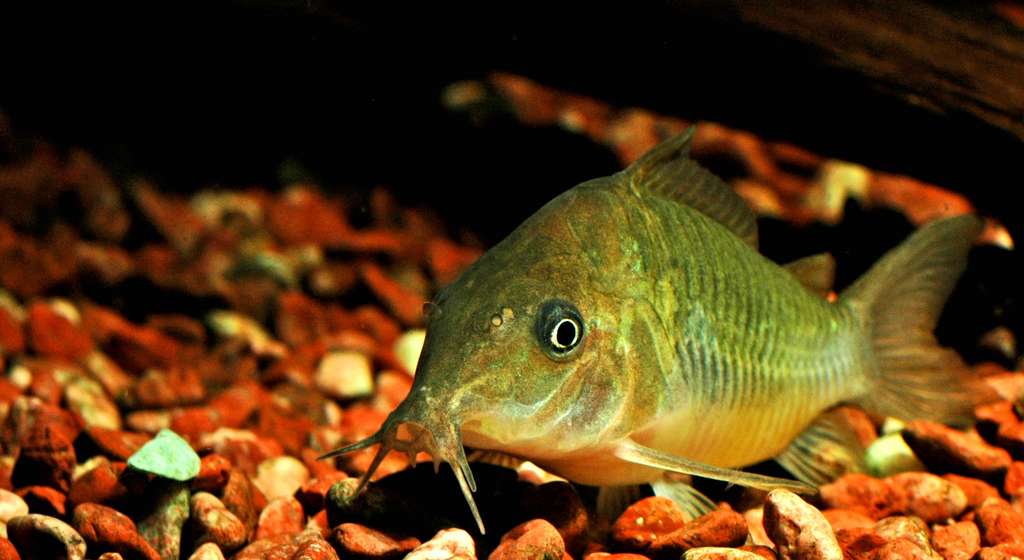 Corydoras splendens