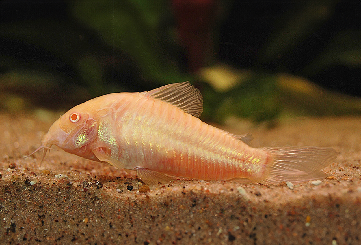 Albino pansarmalle