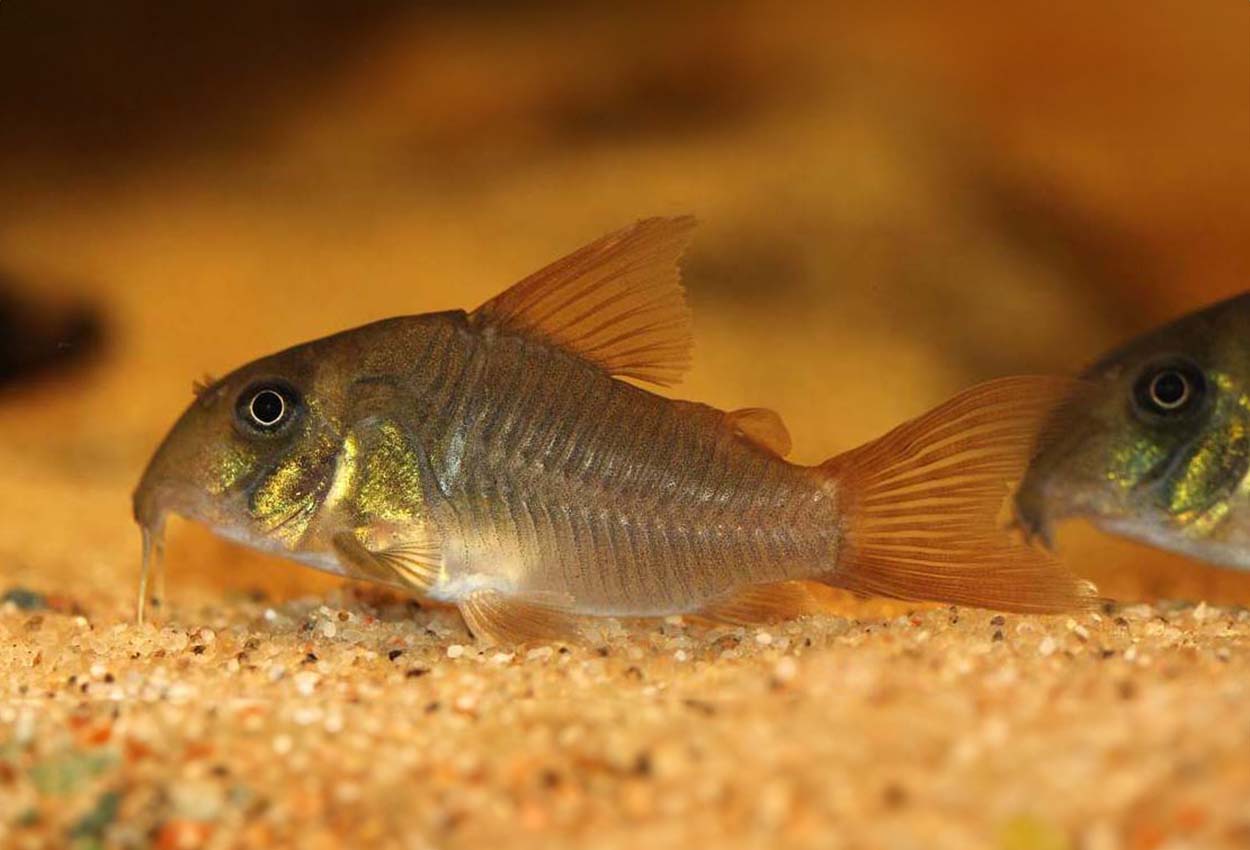 Ensfarget corydoras