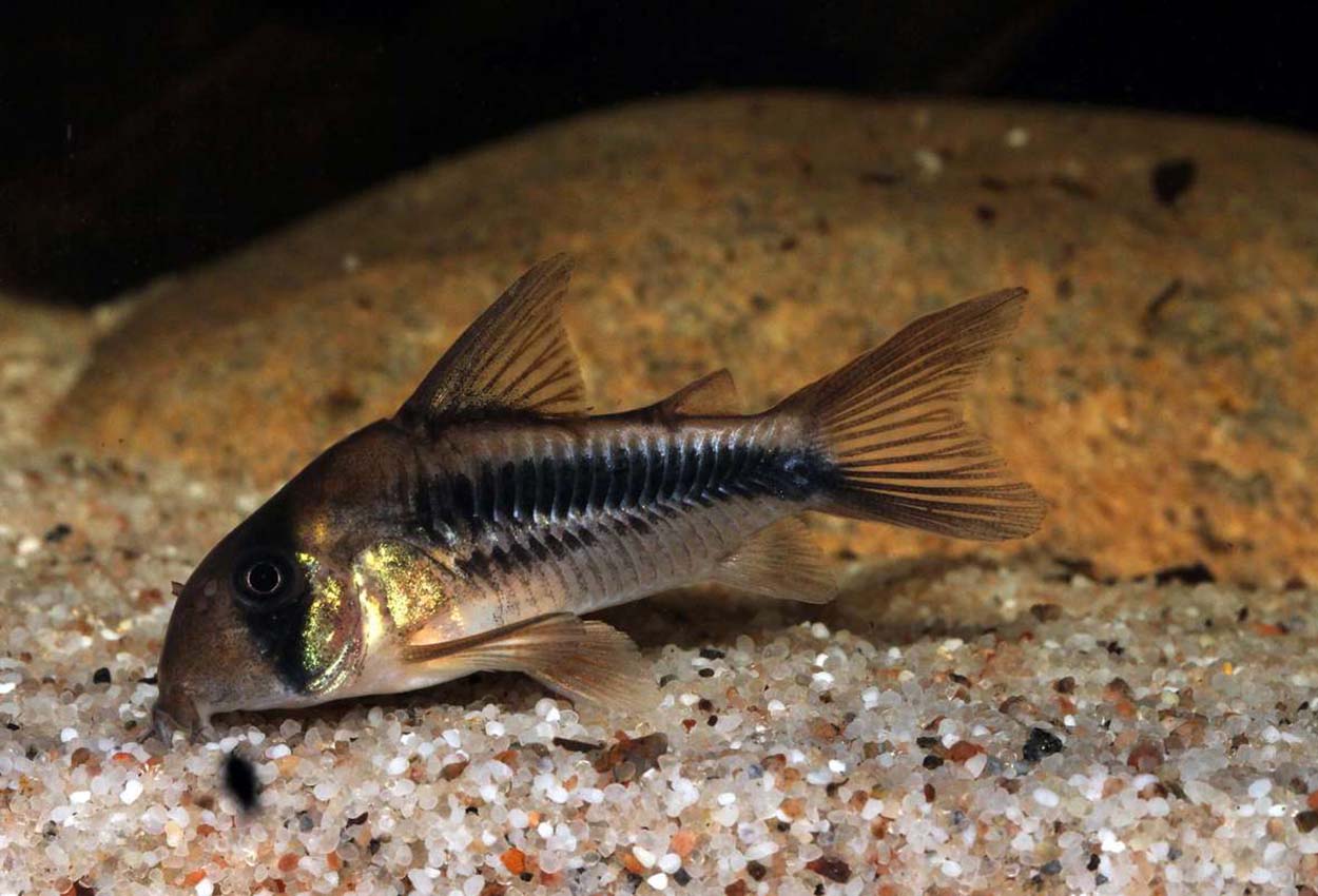 Axelrods corydoras