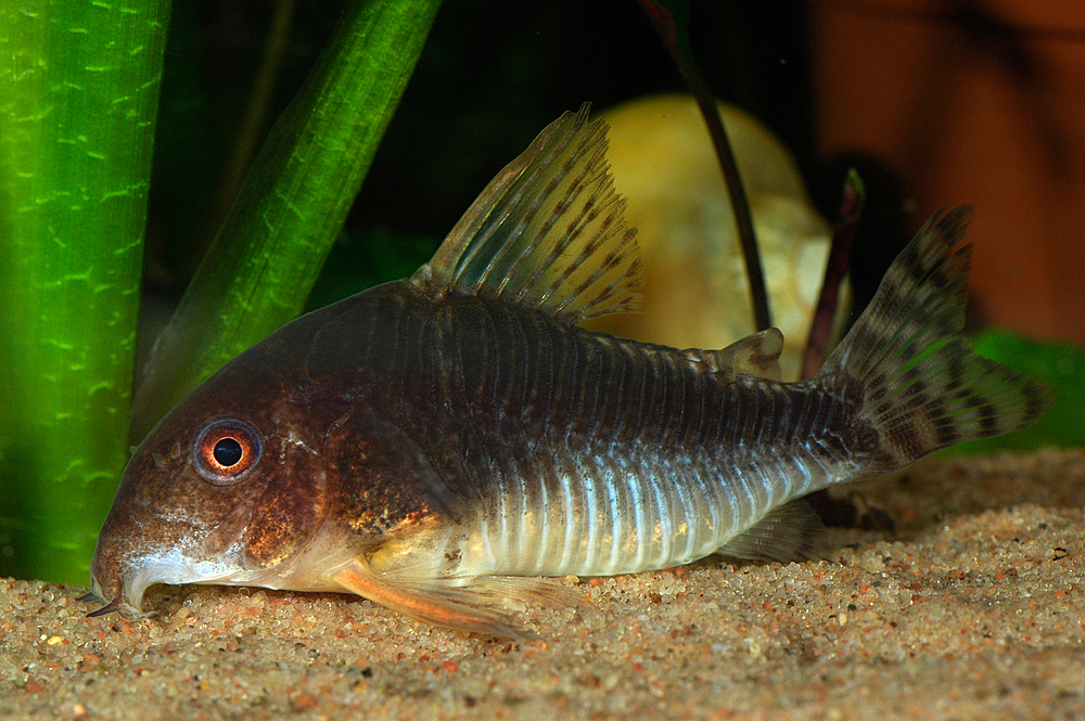 Corydoras gossei