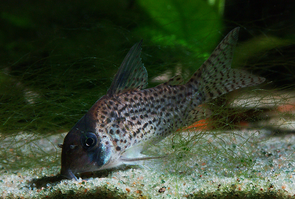 Corydoras kanei
