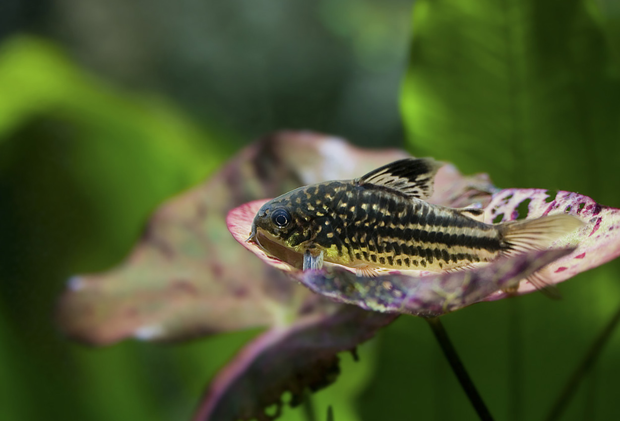 Corydoras napoensis