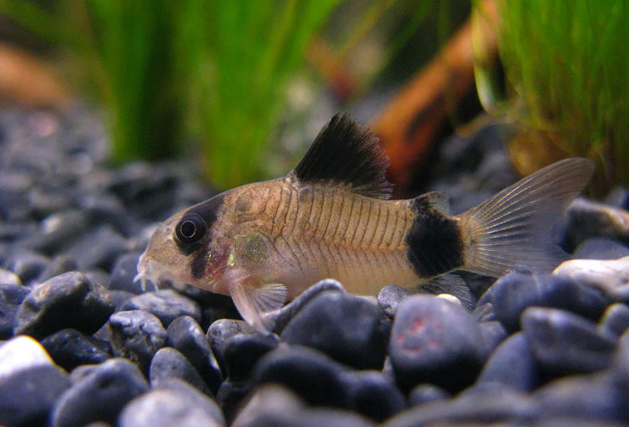 Panda pansarmalle