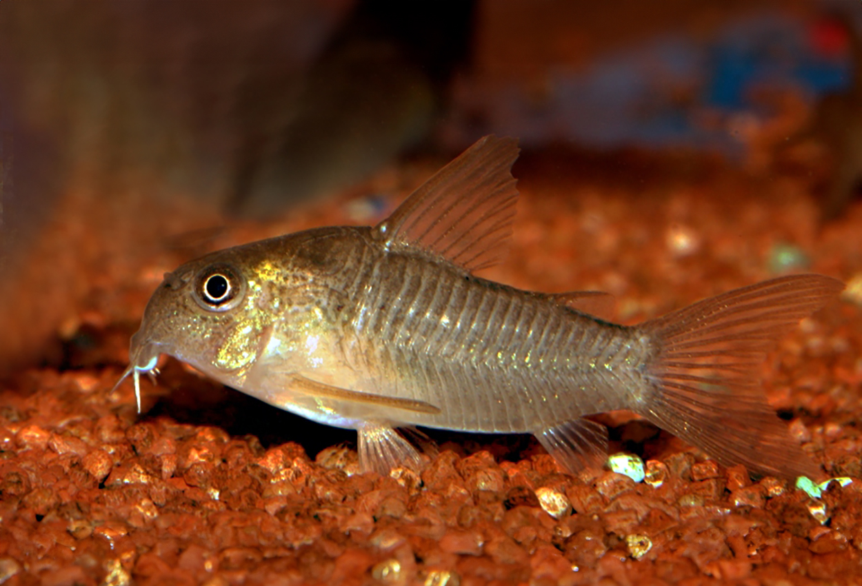 Flekk corydoras