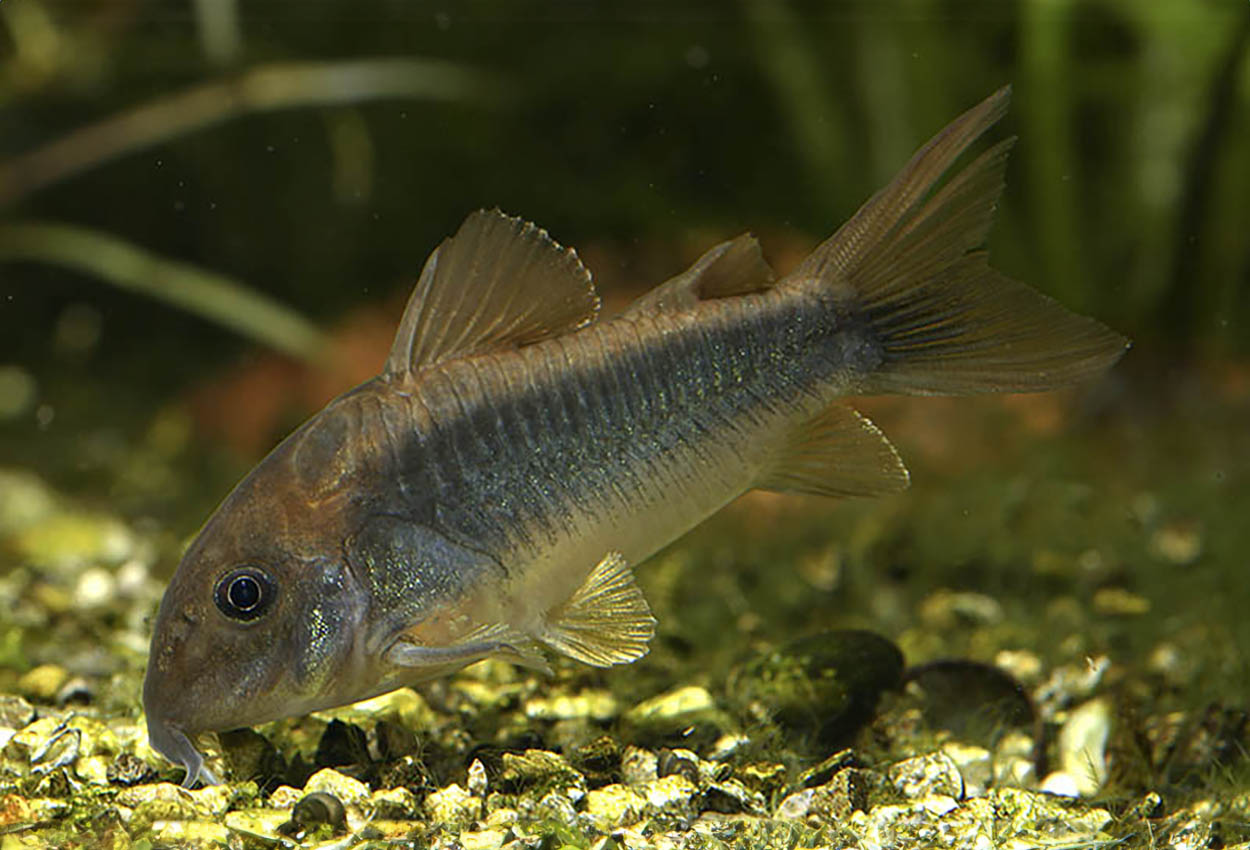 Schults Corydoras