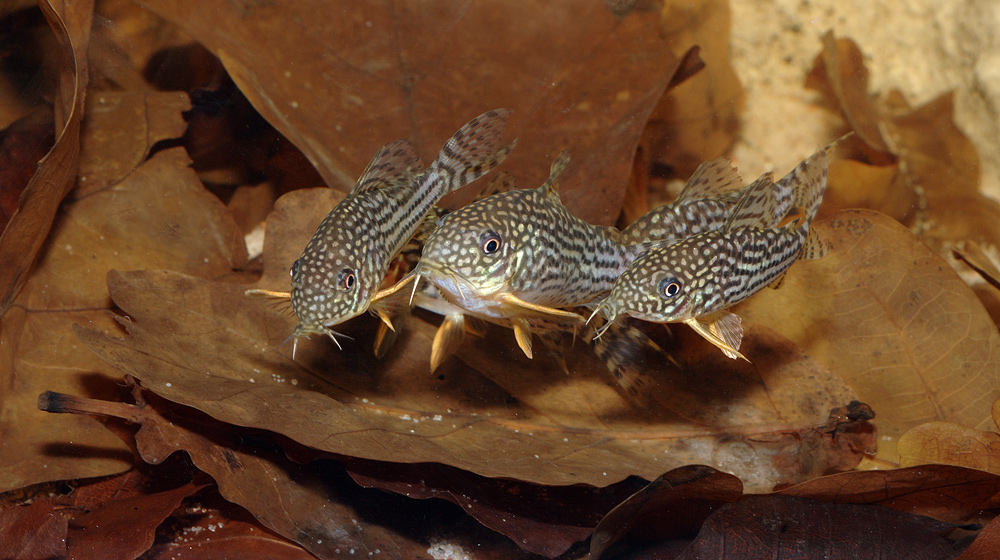 Corydoras sterbai