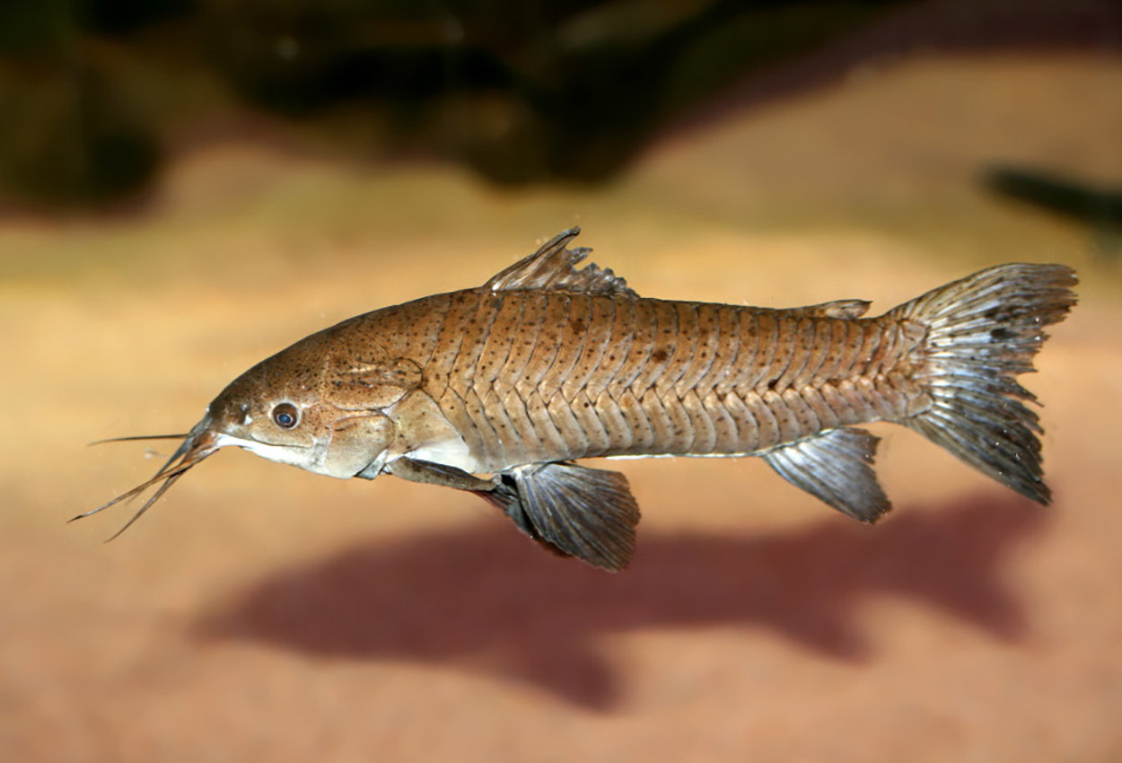 Hoplosternum littorale