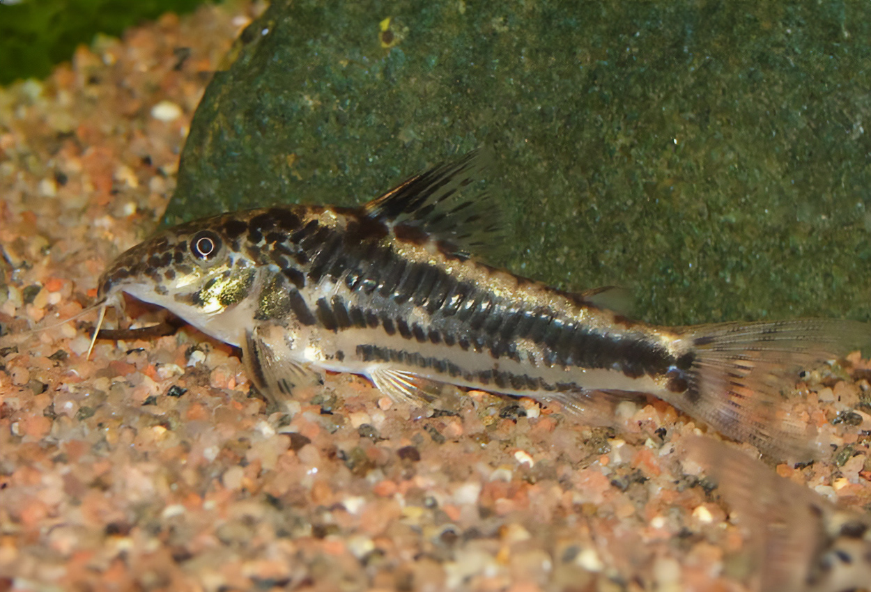 Scleromystax sp. "C113"