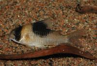 Corydoras sp. 'CW051' 