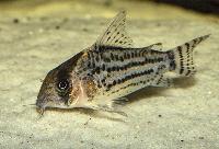Corydoras schwartzi