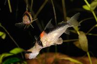 Corydoras duplicareus