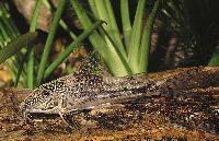 Scleromystax barbatus