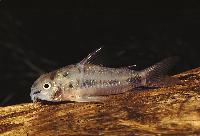 Corydoras habrosus