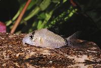 Corydoras metae
