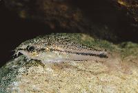 Corydoras pygmaeus
