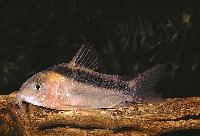 Corydoras rabauti