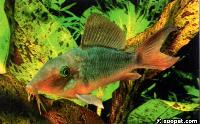 Corydoras multiradiatus