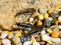 Corydoras habrosus