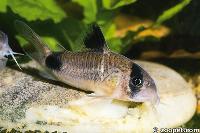 Corydoras panda, Peru