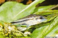 Corydoras pygmaeus, Amazonas