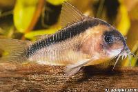 Corydoras rabauti, Brasilien