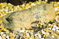 Corydoras habrosus
