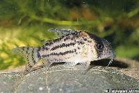 Corydoras schwartzi, Brasilien