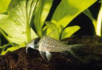 Corydoras sychri