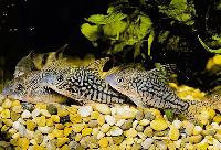 Corydoras sodalis, Peru