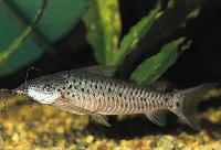 Dianema longibarbis