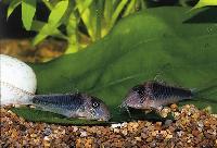 Corydoras treitlii, Amazonas Brasilien