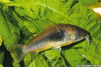 Corydoras aeneus