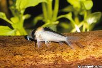 Corydoras adolfoi